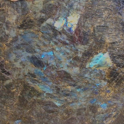 Labrador Blue Close 1