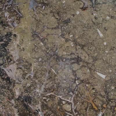 Fossil Brown Close 1